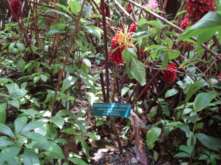 Tropical plants in Hawaii